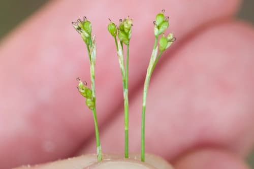 Bristleleaf Sedge (Carex eburnea)