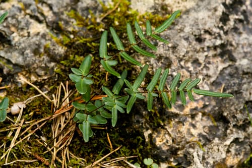 Purple Cliffbrake (Pellaea atropurpurea)