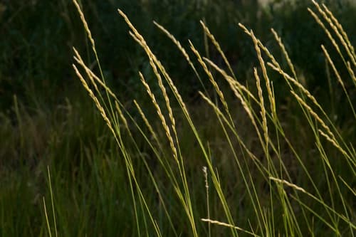Western Wheatgrass (Pascopyrum smithii)