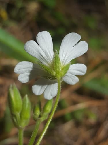 Field Chickweed (Cerastium arvense)