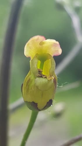 American Figwort (Scrophularia lanceolata)