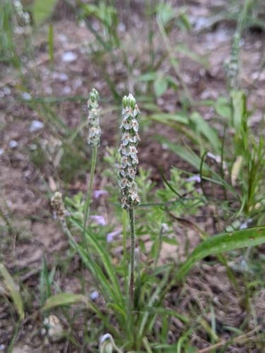Wright's Plantain (Plantago wrightiana)