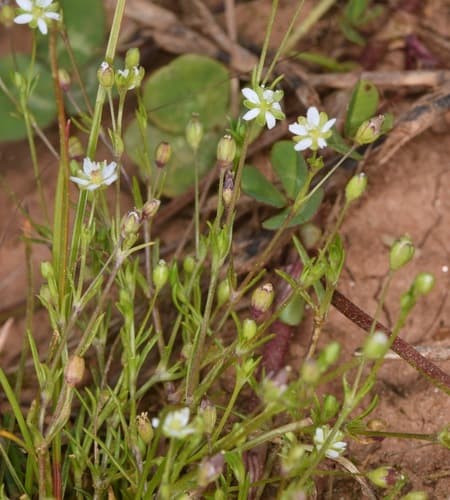 Beach Pearlwort (Sagina decumbens)