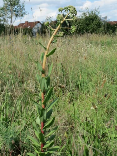Witch's Moneybags (Hylotelephium telephium)