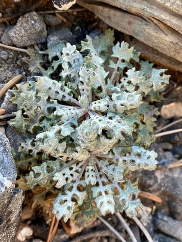 Lobeleaf Groundsel (Packera multilobata)
