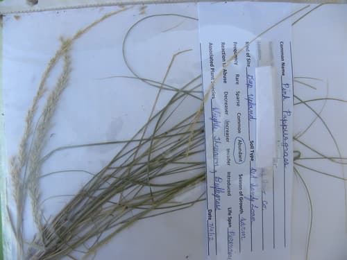 Pink Pappusgrass (Pappophorum bicolor)