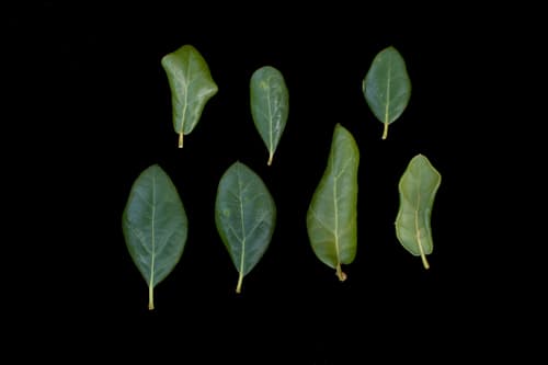Myrtle Oak (Quercus myrtifolia)