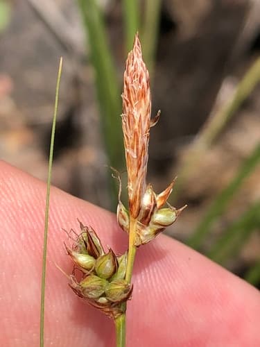 Long-stolon Sedge (Carex inops)