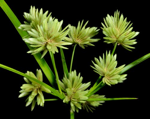 Tall Flatsedge (Cyperus eragrostis)