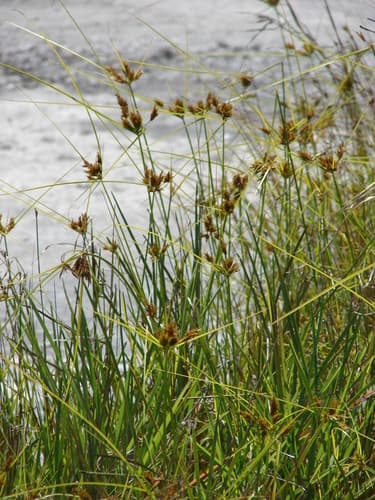 Bunchy Flat Sedge (Cyperus polystachyos)