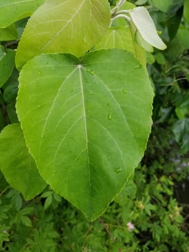 Swamp Cottonwood (Populus heterophylla)