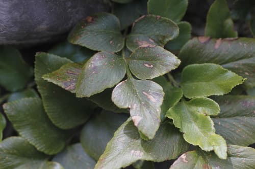 Mexican flowering fern (Anemia mexicana)