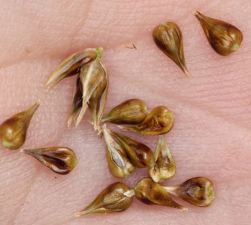 Clustered Field Sedge (Carex praegracilis)