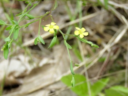 Ridged Yellow Flax (Linum striatum)