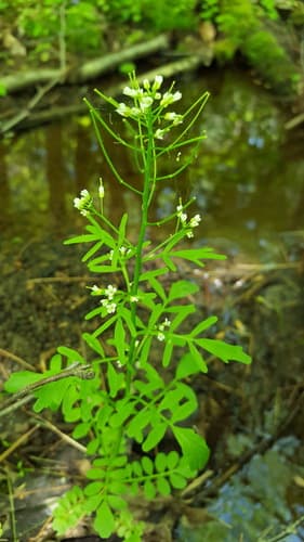 Pennsylvania Bittercress (Cardamine pensylvanica)