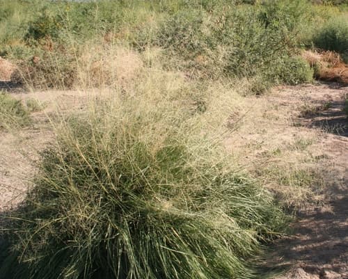 Alkali Sacaton (Sporobolus airoides)