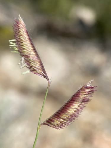 Blue Grama (Bouteloua gracilis)