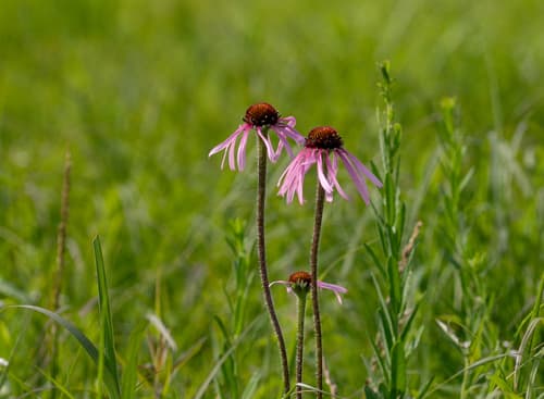 Pale Echinacea (Echinacea pallida)