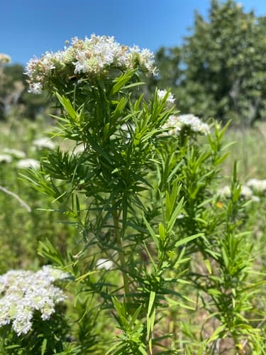 Narrow-leaf Mountain-mint (Pycnanthemum tenuifolium)
