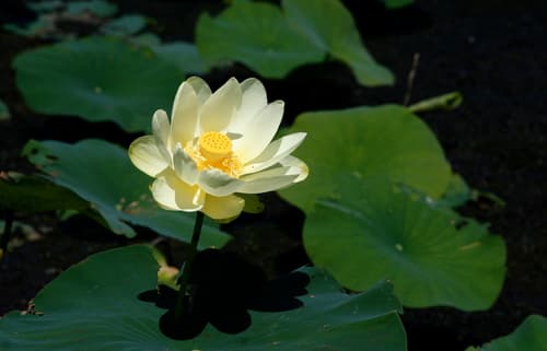 Volée (Nelumbo lutea)
