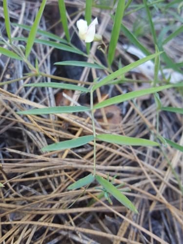 Nevada Pea (Lathyrus lanszwertii)