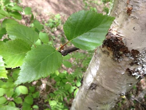 Canoe Birch (Betula papyrifera)