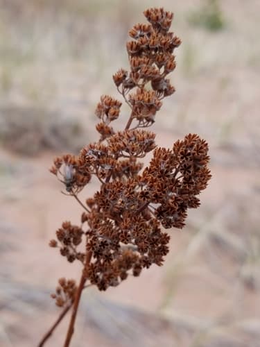 Meadowsweet (Spiraea alba)