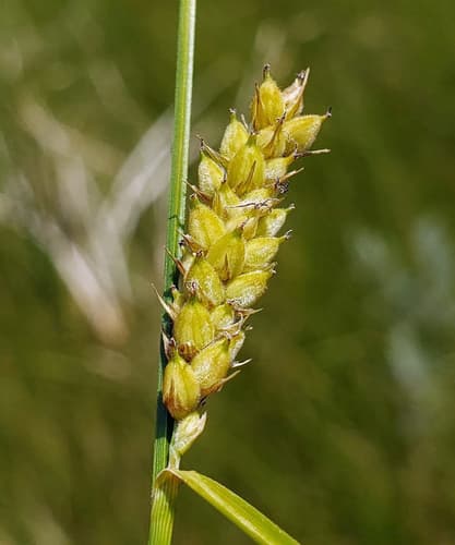 Woolly Sedge (Carex pellita)