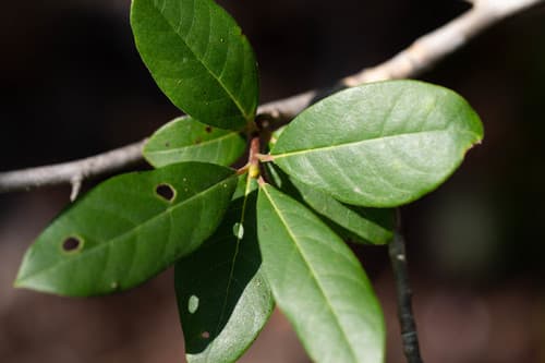 Swamp Tupelo (Nyssa biflora)