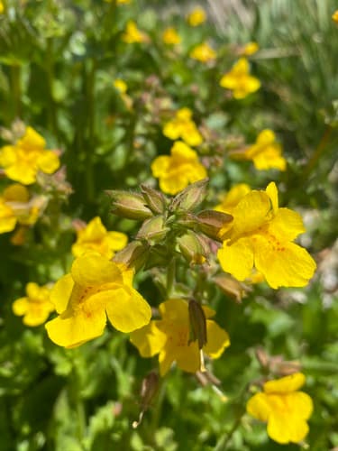 Seep Monkeyflower (Erythranthe guttata)