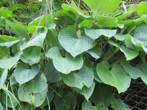 Hosta (Hosta sieboldiana)