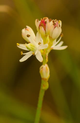 Sticky Tofieldia (Tofieldia glutinosa)