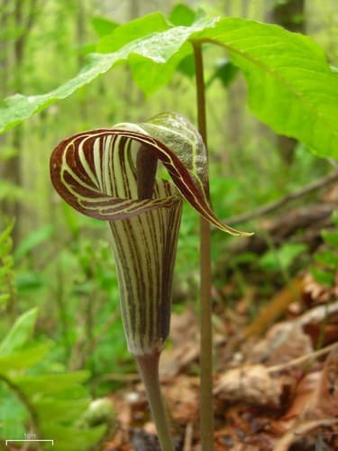 Indian-turnip (Arisaema triphyllum)
