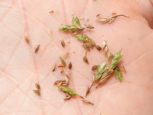 Slender Sand Sedge (Cyperus filiculmis)
