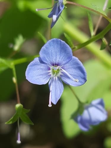 American Brooklime (Veronica americana)