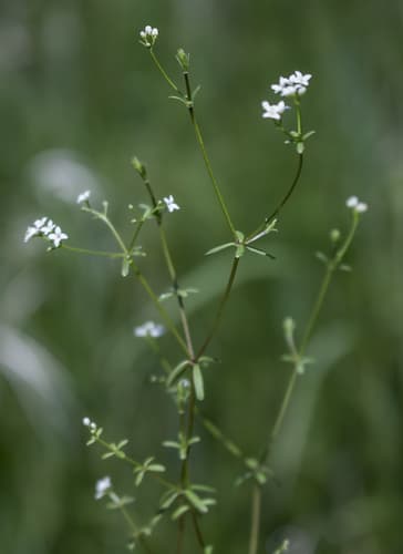 Northern Bog Bedstraw (Galium labradoricum)