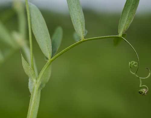 Marsh Vetchling (Lathyrus palustris)