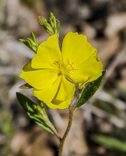 Canada Frostweed (Helianthemum canadense)