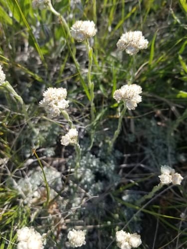 Littleleaf Pussytoes (Antennaria microphylla)