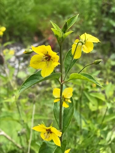 Fringed Loosestrife (Lysimachia ciliata)