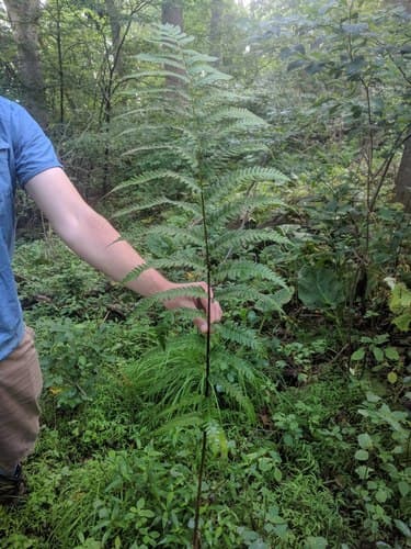 Goldie's Woodfern (Dryopteris goldiana)