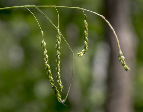 Graceful Sedge (Carex gracillima)