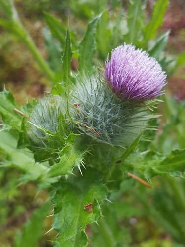 Edible Thistle (Cirsium edule)