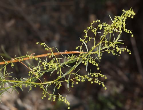 Russian Tarragon (Artemisia dracunculus)