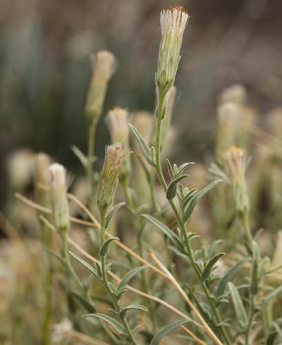Mojave Brickellbush (Brickellia oblongifolia)