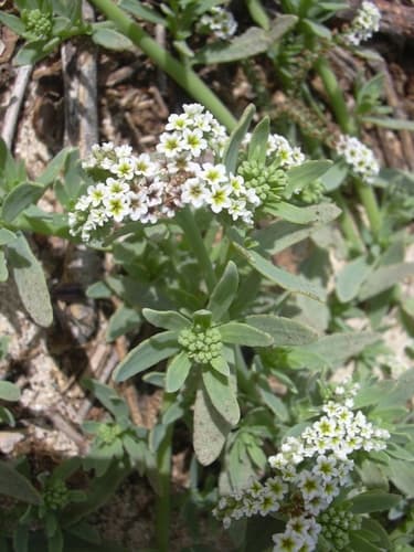 Smooth Heliotrope (Heliotropium curassavicum)