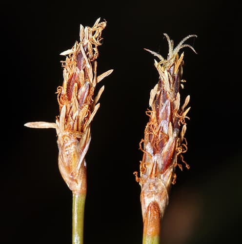 Beaked Spikerush (Eleocharis rostellata)