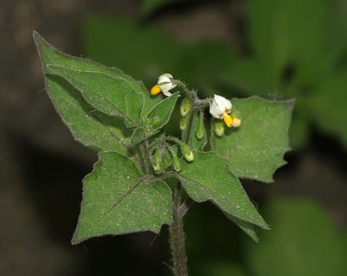 Black Nightshade (Solanum nigrum)