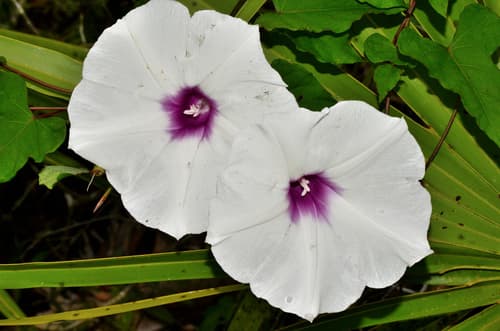 Manroot (Ipomoea pandurata)