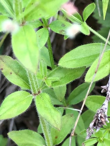 Hairy Bedstraw (Galium pilosum)